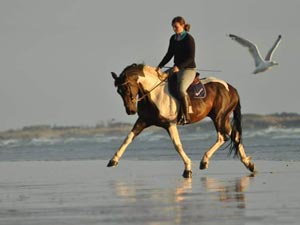 coaching avec cheval develeppement personnel