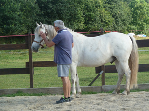 formations seminaires seances ateliers avec le cheval pour mediateur particuliers et entreprises
