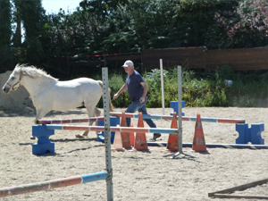 formations seminaires seances ateliers avec le cheval pour mediateur particuliers et entreprises