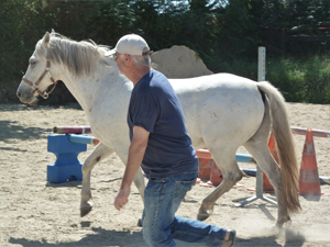 formations seminaires seances ateliers avec le cheval pour mediateur particuliers et entreprises