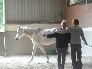 formations seminaires seances ateliers avec le cheval pour mediateur particuliers et entreprises