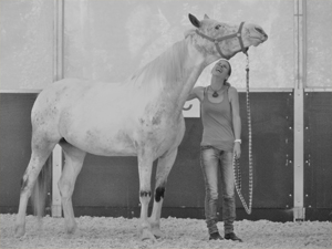 formations seminaires seances ateliers avec le cheval pour mediateur particuliers et entreprises